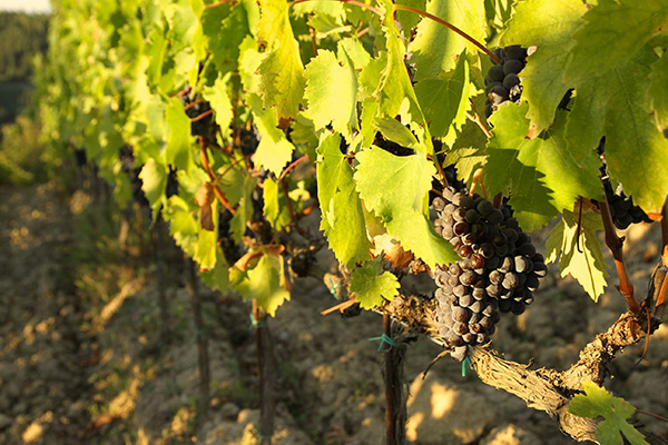 Fattoria La Leccia filare