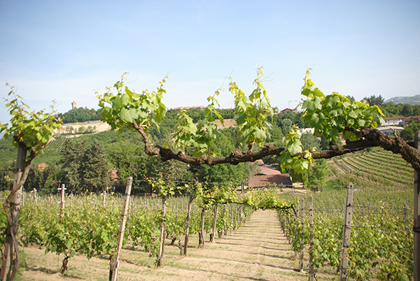 Vigna Nuova Fratelli Rabino