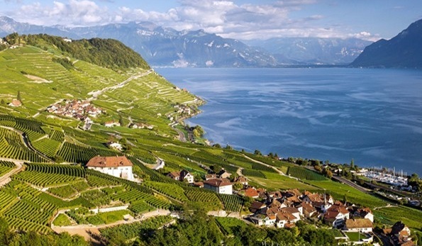 Lavaux Salamandre 2019 Coop di Basilea