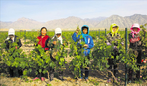 Silver Height Vineyard