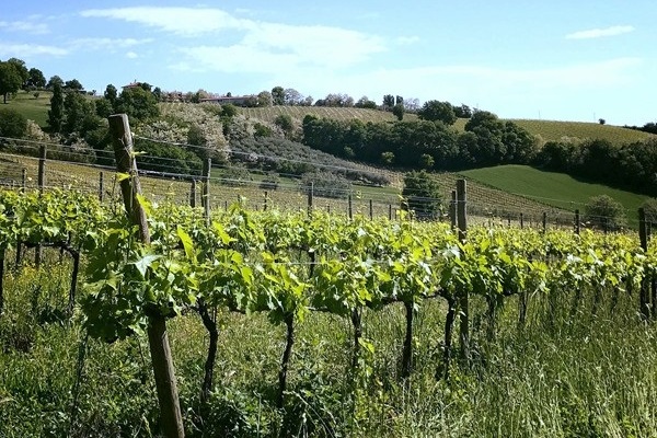 vigneto azienda Terracruda