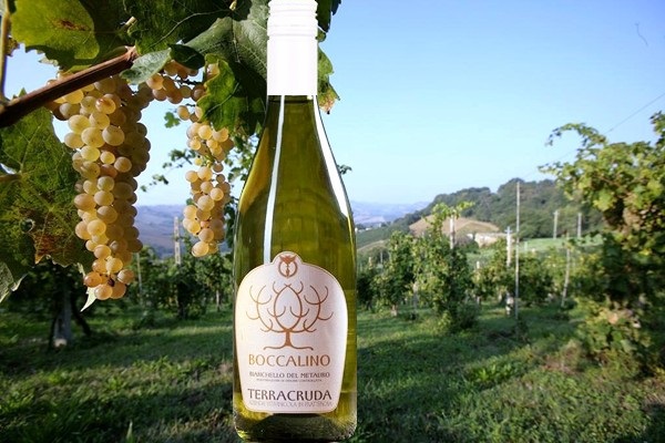 Bianchello del Metauro Boccalino 2019 Terracruda