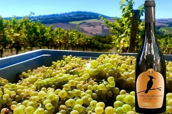 Incrocio Bruni 54 2019 Terracruda