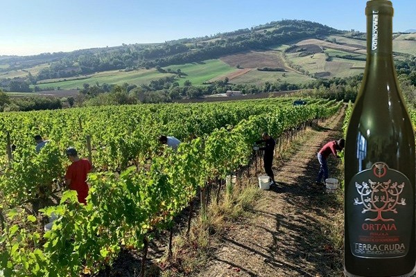 Pergola Aleatico Superiore Ortaia 2017 Terracruda