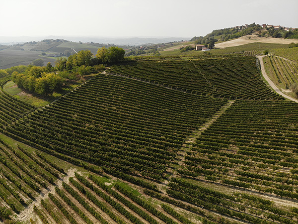 Vigneti a Loreto di Costigliole d'Asti