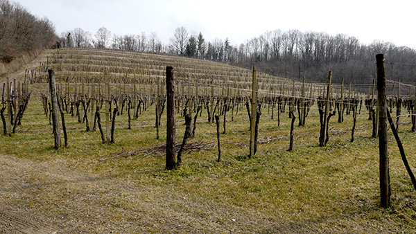 vigneto Azienda Moschioni