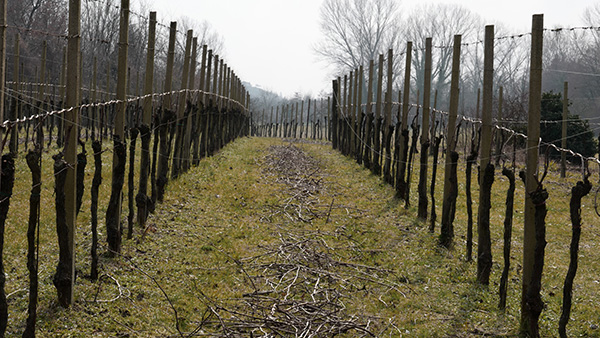 vigneto Azienda Moschioni
