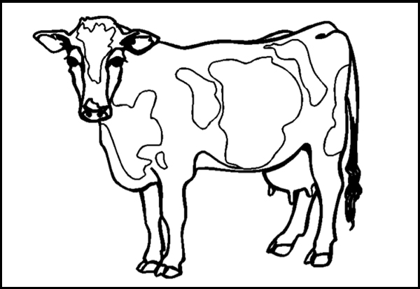 LA GLOTTIDE 6: IL PESCE