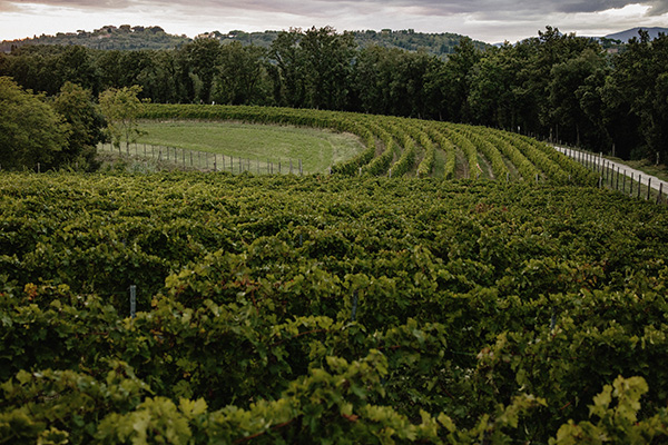 Villa Saletta vigneto ad anfiteatro