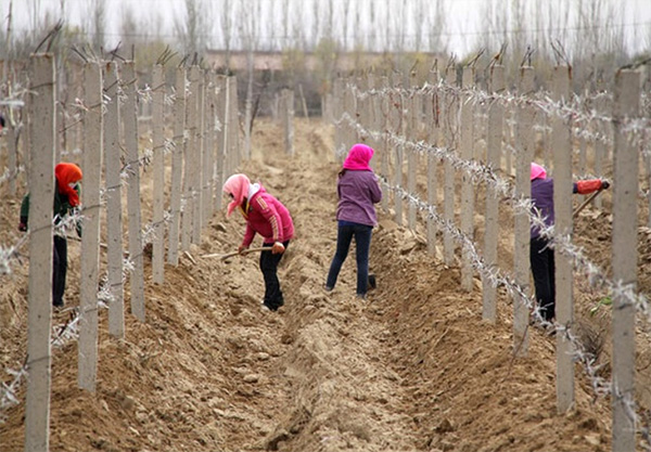 Le viti sono sotterrate in previsione della stagione fredda