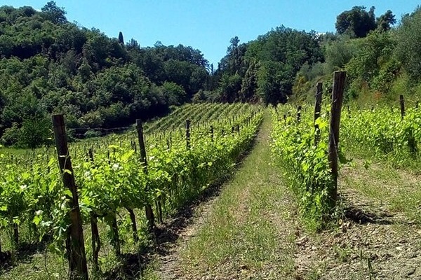Vigneti azienda agricola Ferro