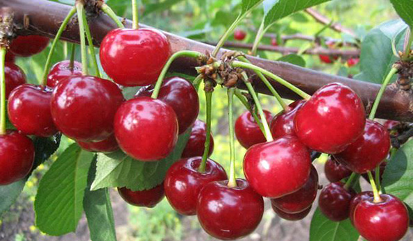 Ciliegia di Bracigliano IGP