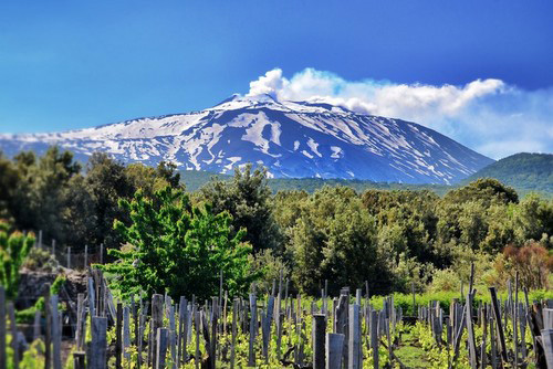 Vigne ai piedi dell'Etna