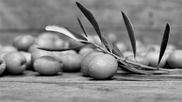 Olive e ramoscello