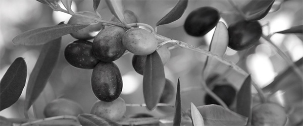 Ramo d'ulivo fruttificato