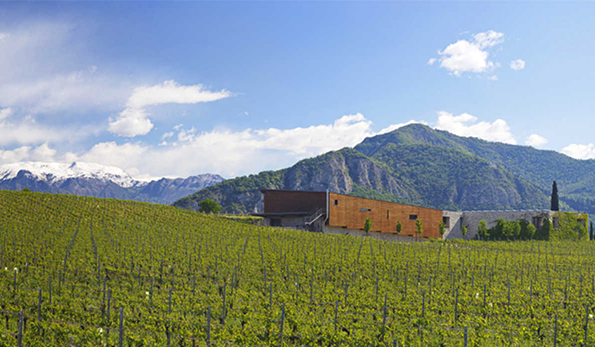 Vigneti e cantina Barone Pizzini