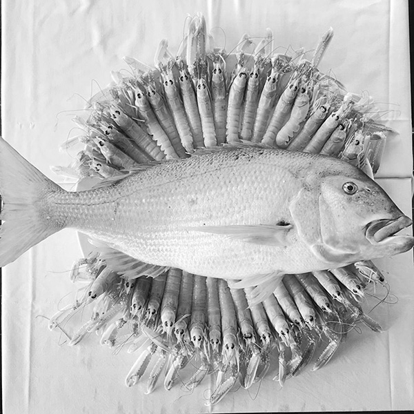 Alba d'oriente, Dentice e Scampi. Valerio Di Mattia