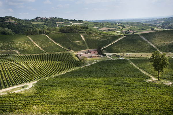 vigneti Cascina Vèngore