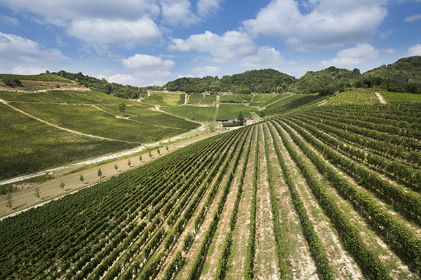 vigneti Cascina Vèngore