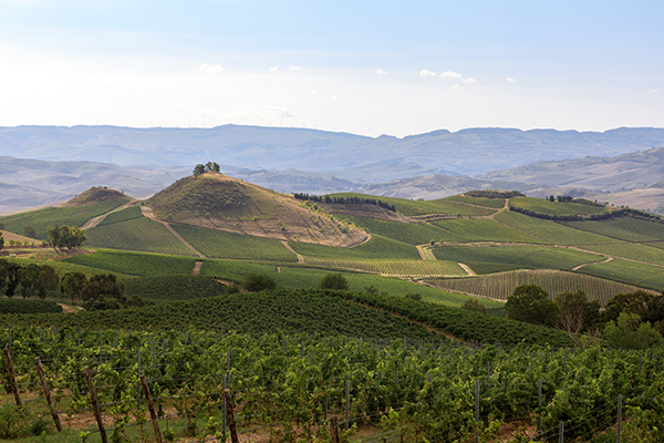 Colline Regaleali. © Benedetto Tarantino