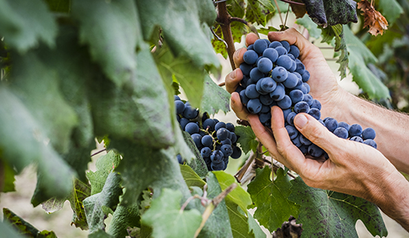 grappolo di nebbiolo
