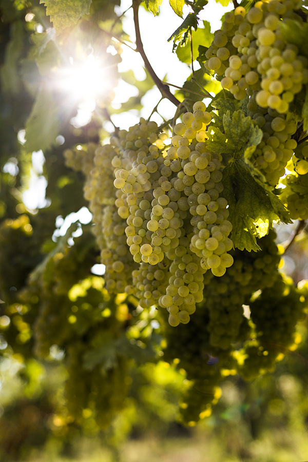 Grappolo di verdicchio