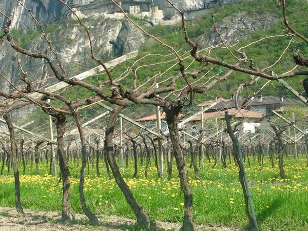 vigneti azienda Marco Donati