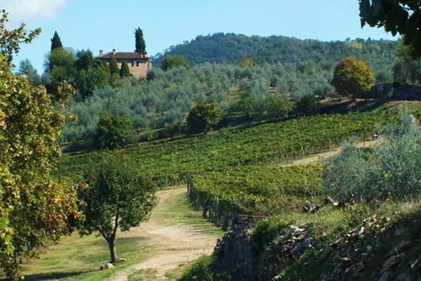 vigneti Azienda agricola Le Regge