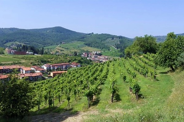 La vigna Baldini