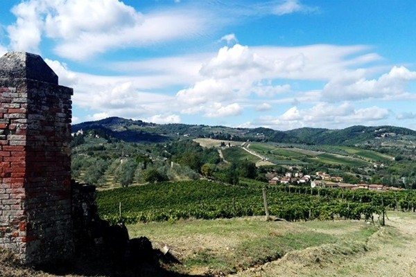 vigneti Azienda agricola Le Regge