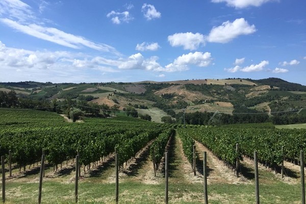 Tenuta Borgolano