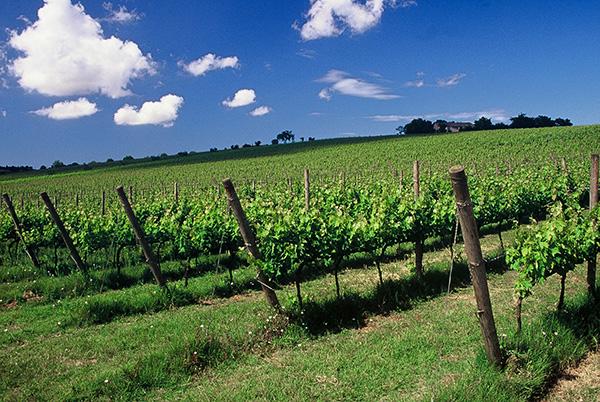 Vigneti di Verdicchio