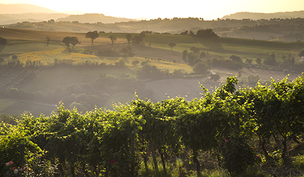 Vigneti di Verdicchio