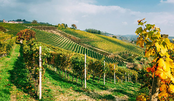 vigneto Bric Valdiana