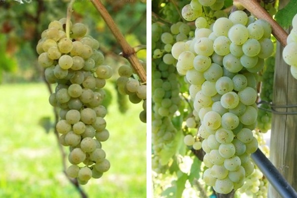 I grappoli dei vitigni PIWI (da sin.) bronner e johanniter