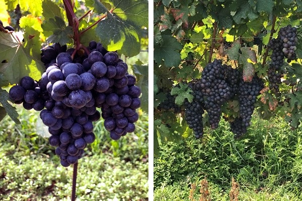 I grappoli del vitigno merera