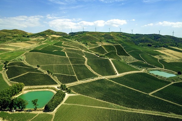 vigneti Tenute Rapitalà