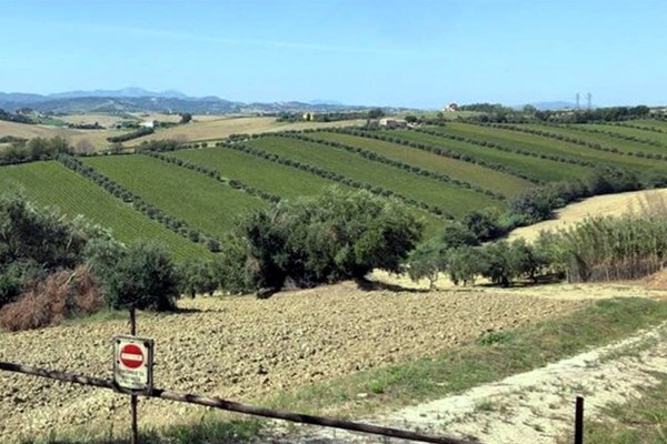 vigneti Montecappone