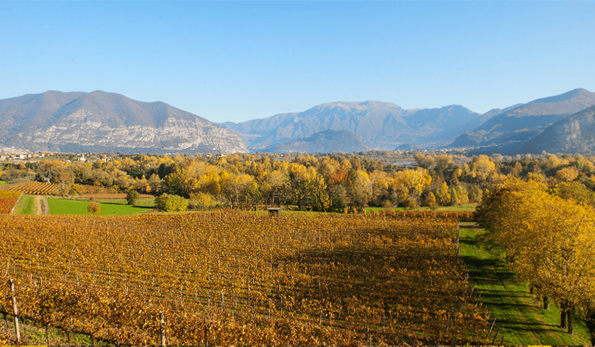 vigneti azienda Bosio
