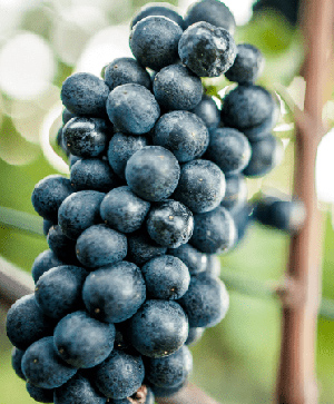 grappolo di pinot nero