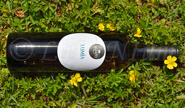 Melissa Bianco Lumìa 2020 Val di Neto