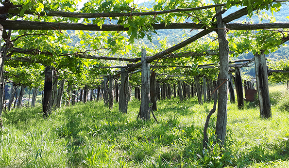 vigna a tendone in Val d'Ossola