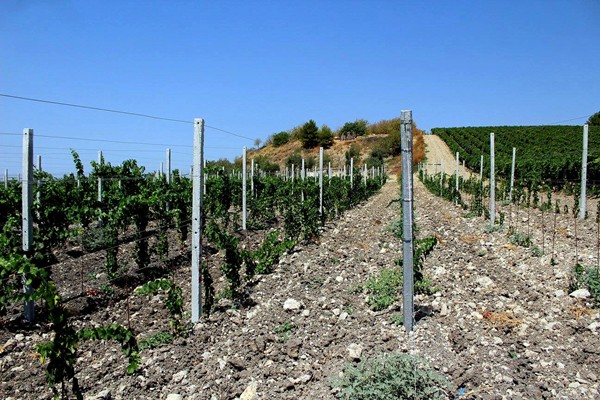 Azienda Agricola G. Milazzo