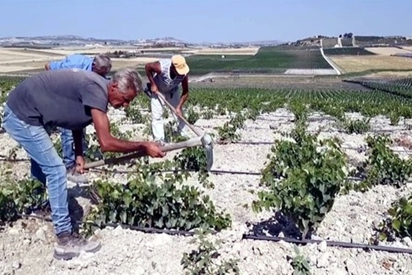 Azienda Agricola G. Milazzo