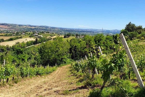 vigneti Montecappone