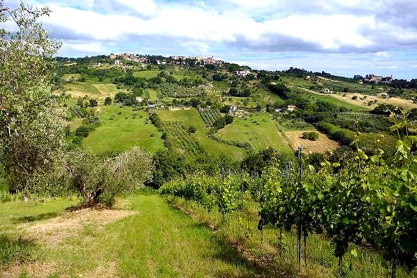 vigneti Montecappone