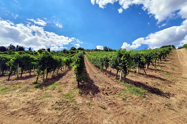 vigneti Montecappone