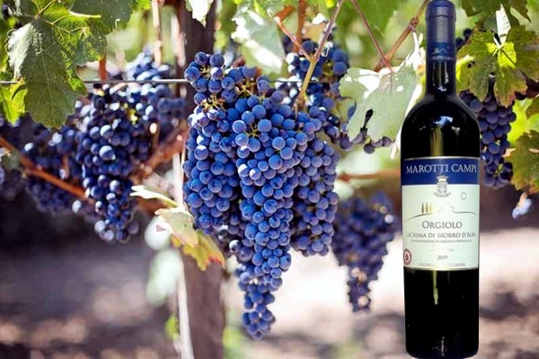 Lacrima di Morro d'Alba Superiore "Orgiolo"