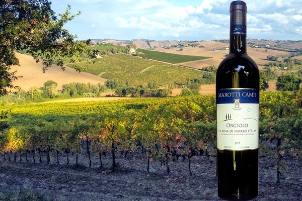 Lacrima di Morro d'Alba Superiore Orgiolo 2017 Marotti Campi