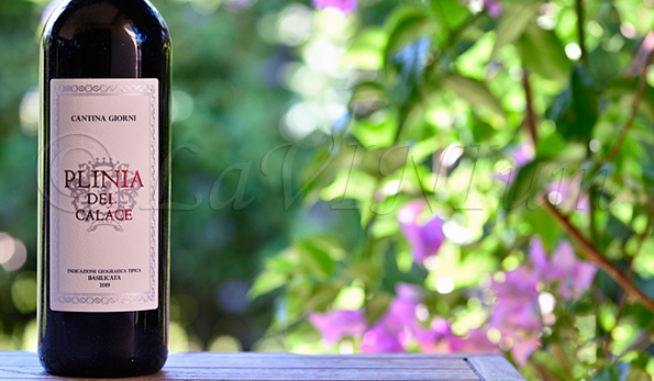 Cabernet Sauvignon Plinia del Calace 2019 Cantina Giorni